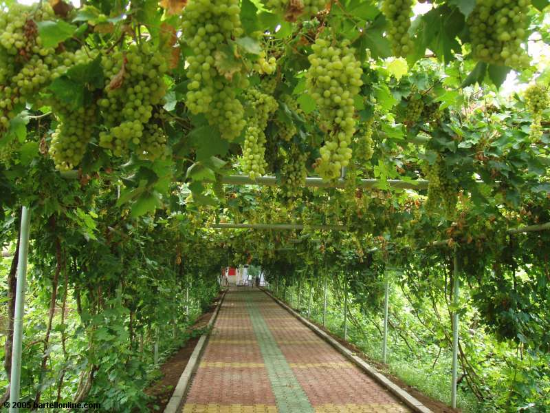 Φουτσιάν: Πώς το σπιτικό βιολογικό κρασί έκανε το χωριό hot προορισμό