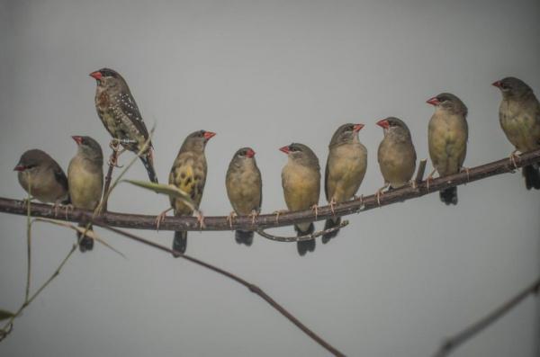 Εξωτικά πουλιά βρίσκουν καταφύγιο στο ζωολογικό κήπο του Τσέστερ