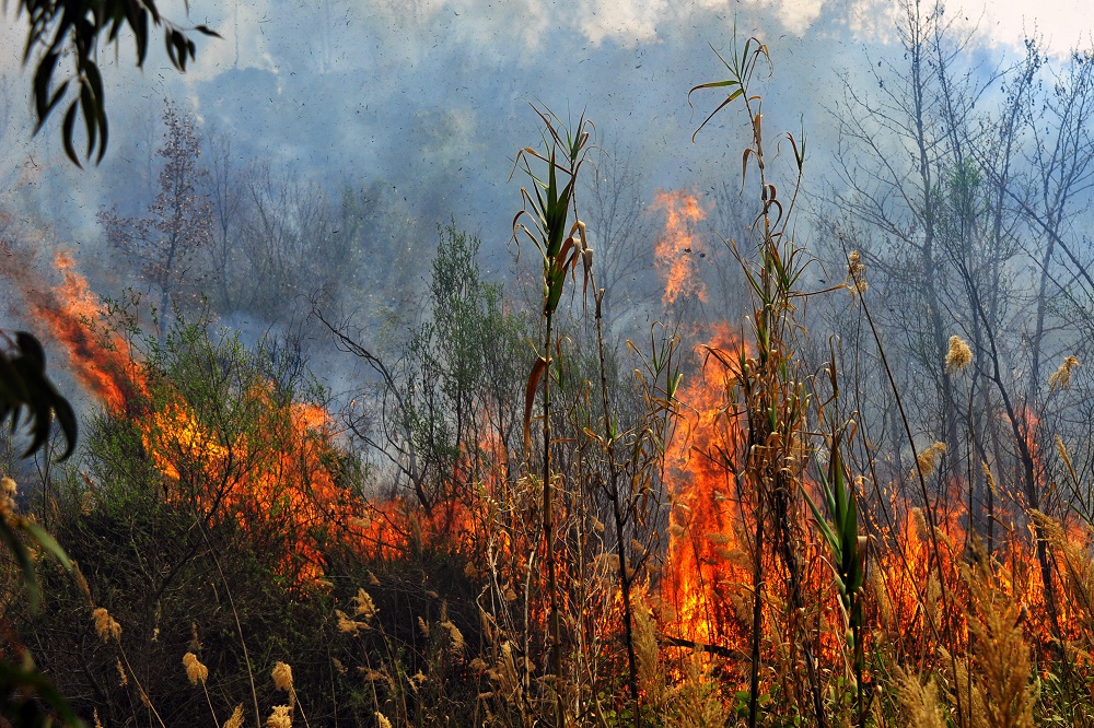 Φωτιά σε δασική έκταση στο χωριό Αμπέλια στο Αγρίνιο
