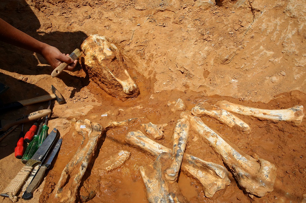 Καμηλοπαρδάλεις, ρινόκεροι και ύαινες στην ανασκαφή του Πικερμίου [Εικόνες & Βίντεο]