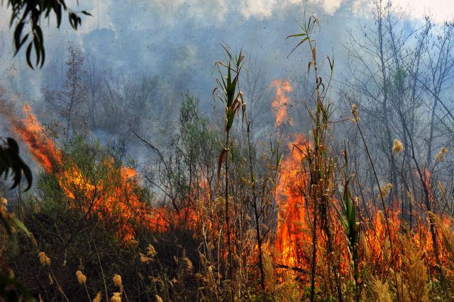 Σε εξέλιξη πυρκαγιά σε αγροτοδασική έκταση στην Εύβοια