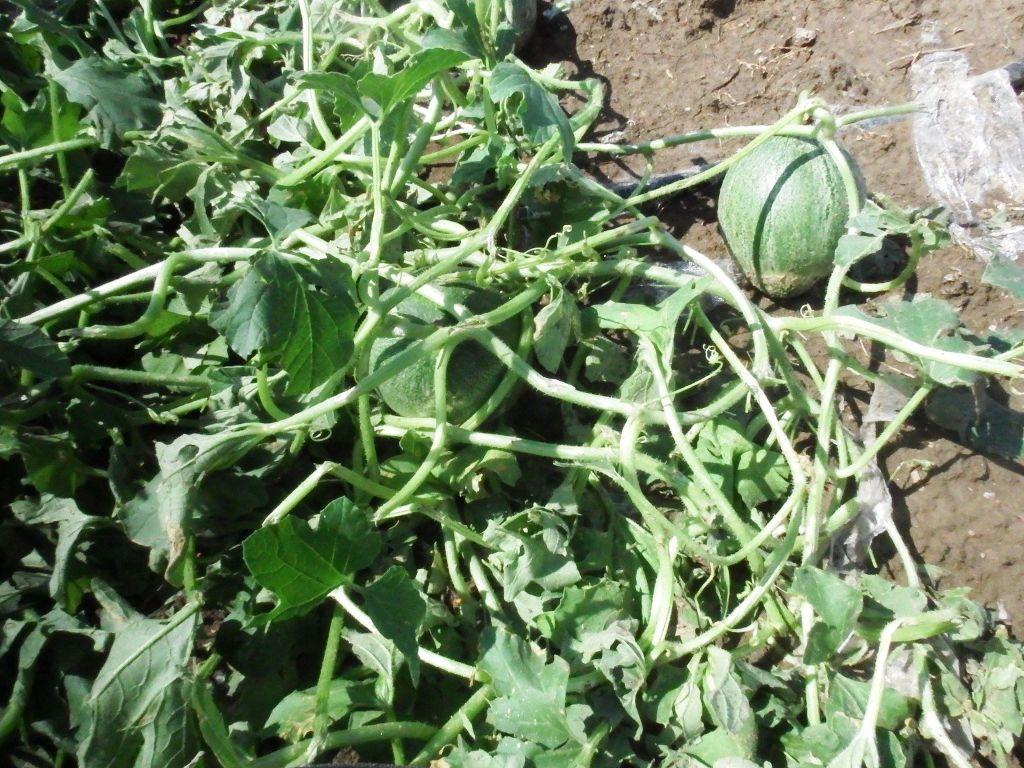 Μεγάλες καταστροφές από τη χαλαζόπτωση στα Τρίκαλα