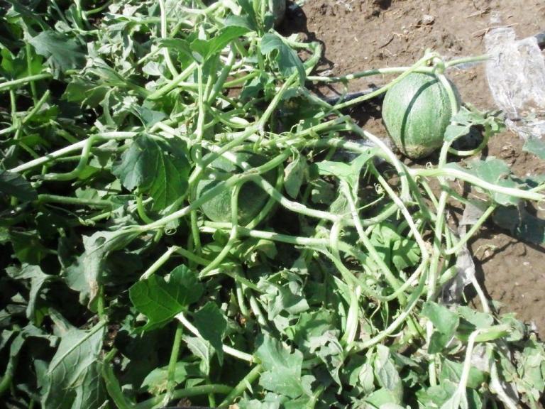 Μεγάλες καταστροφές από τη χαλαζόπτωση στα Τρίκαλα