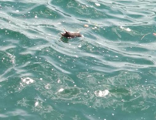 Νεκρά ποντίκια στον Θερμαϊκό – Επέπλεαν σε όλο το μήκος της παραλιακής [Εικόνες]