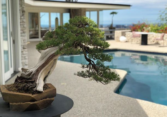 Έκθεση Μπονσάι στο σπίτι του Έλβις Πρίσλεϊ