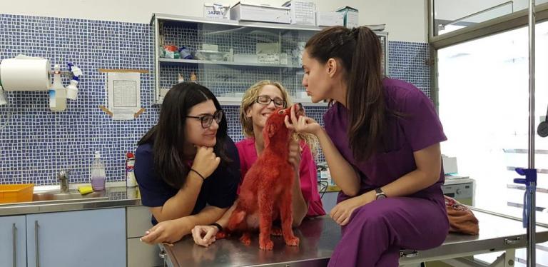 Βρήκε σπίτι το κουτάβι που έβαψαν με κόκκινη μπογιά