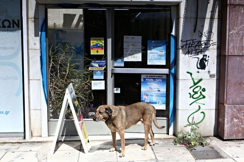 Ασχολείται κανείς με τα αδέσποτα;