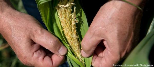 Πόσο επηρεάζει η ξηρασία τους καταναλωτές;