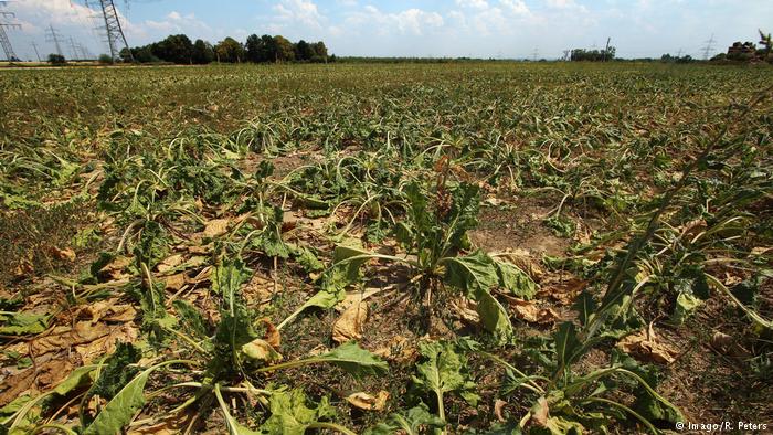 Ένα δισ. βοήθεια ζητούν οι Γερμανοί αγρότες