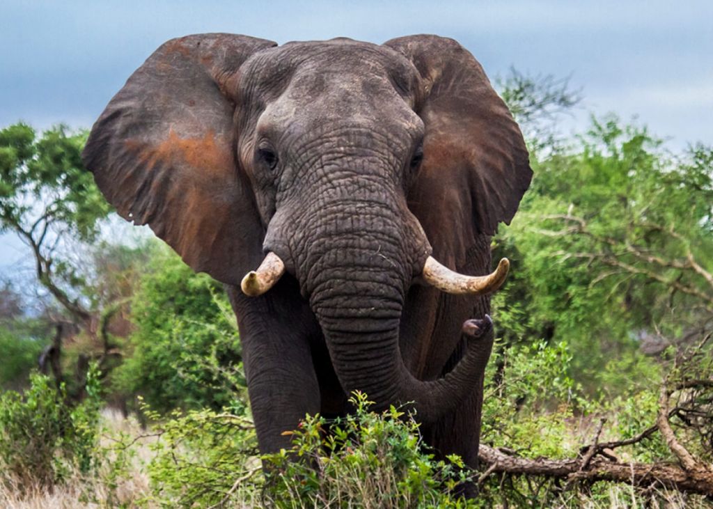 Ακμάζει η παράνομη εμπορία ελεφαντόδοντου στην Ευρώπη