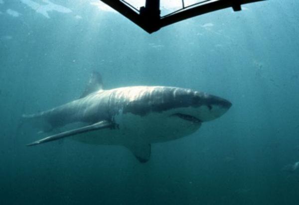 Επιθέσεις καρχαρία σε παιδιά στο Λονγκ Αϊλαντ