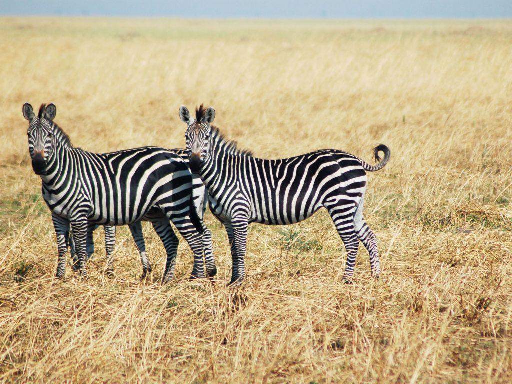 Σε τι χρησιμεύουν οι ραβδώσεις που έχουν οι ζέβρες;