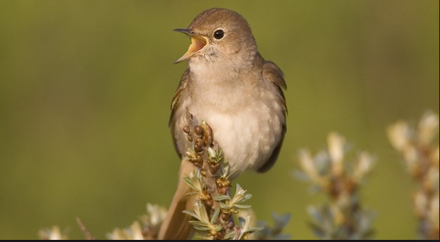 Βακχυλίδης, το αηδόνι της Κέας (Μέρος Γ’)