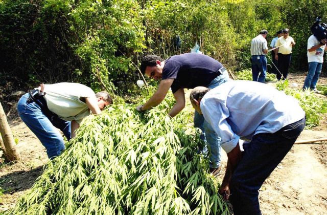 Βοιωτία :  Εξάρθρωση σπείρας που καλλιεργούσε δενδρύλλια κάνναβης