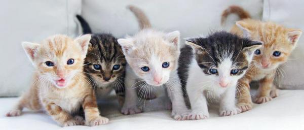 Η Ουάσινγκτον κάνει… απογραφή γατών