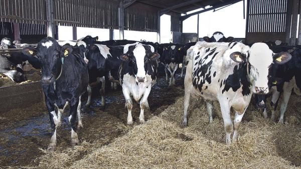 Γενετική βελτίωση των βοοειδών δια εμβρυομεταφοράς