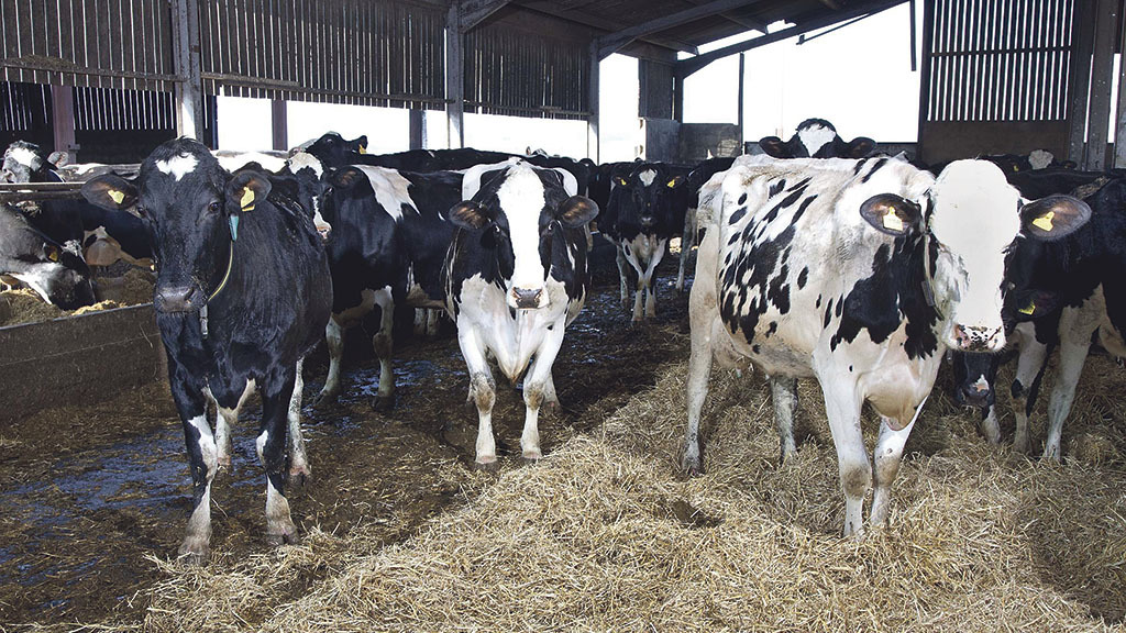 Γενετική βελτίωση των βοοειδών δια εμβρυομεταφοράς