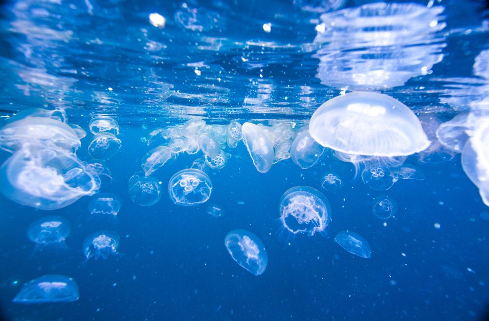 Σε ποιες παραλίες της Ελλάδας εμφανίζονται μέδουσες