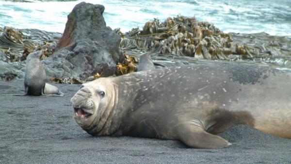 Τα φυτά και τα ζώα της Ανταρκτικής δεν είναι τελικά μοναδικά