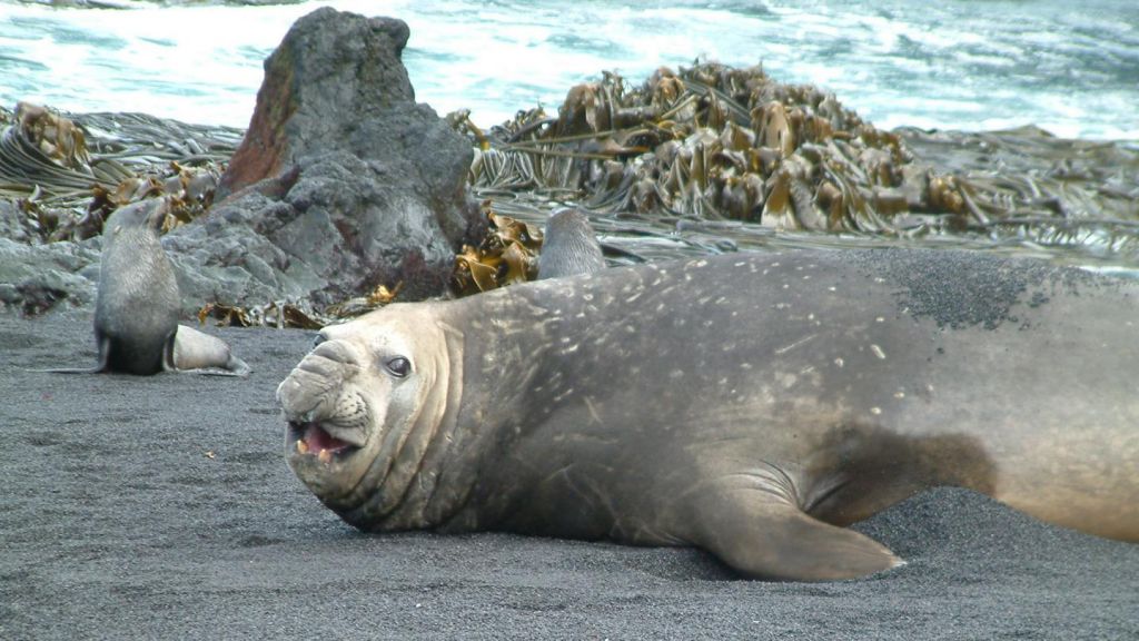 Τα φυτά και τα ζώα της Ανταρκτικής δεν είναι τελικά μοναδικά
