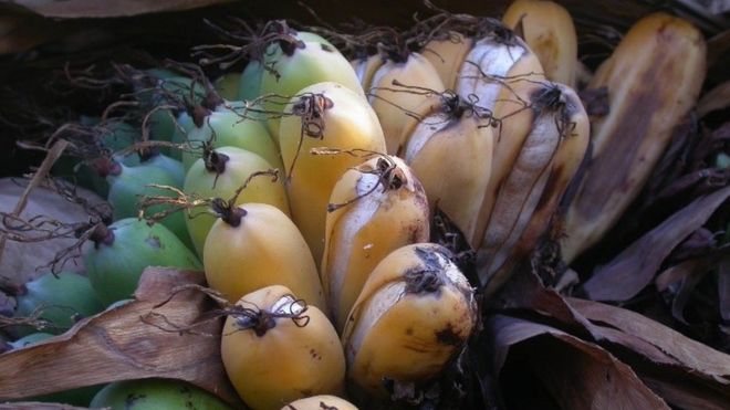 Είδος προς εξαφάνιση η άγρια μπανανιά της Μαδαγασκάρης