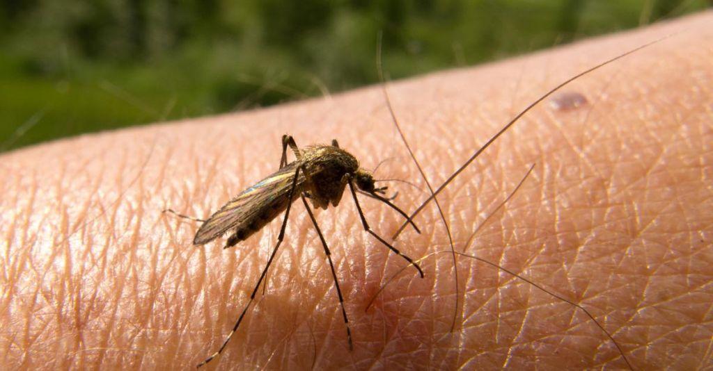 Νέα θεραπεία για την υποτροπιάζουσα ελονοσία