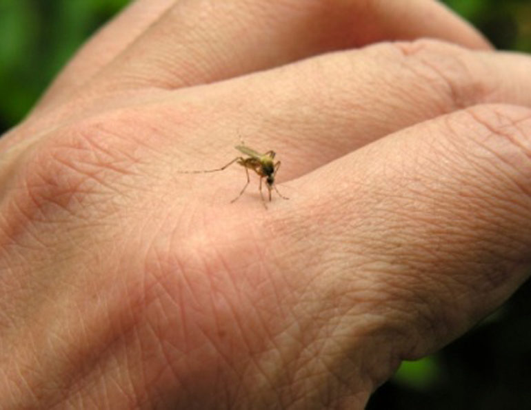 Σε 12 ανέρχονται τα κρούσματα από τον ιό του Δυτικού Νείλου