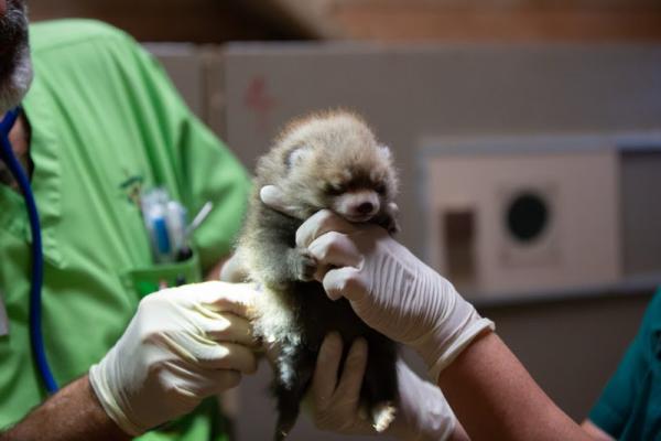 Πάντα με γονείς που ζουν ο ένας στη φύση και ο άλλος σε αιχμαλωσία