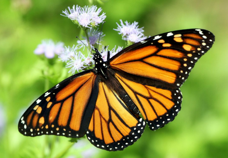 Η καταμέτρηση πεταλούδων ηρεμεί το πνεύμα και την ψυχή