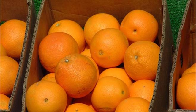 Δέσμευση πορτοκαλιών σε επιχείρηση του Πειραιά