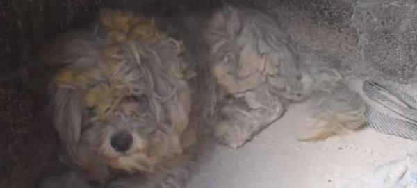 Μάτι: Σκύλος επιβίωσε κρυμμένος μέσα σε φούρνο