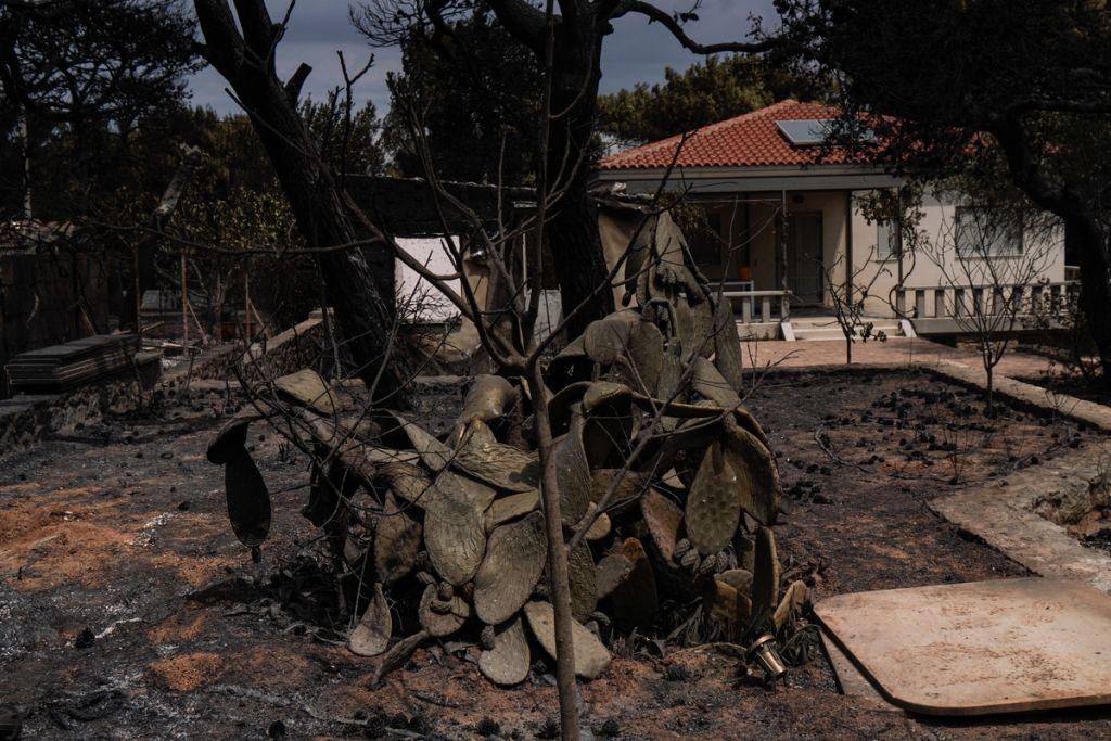 Σε εξέλιξη η υλοτόμηση στην απαλλοτριωμένη ζώνη της Μαραθώνος