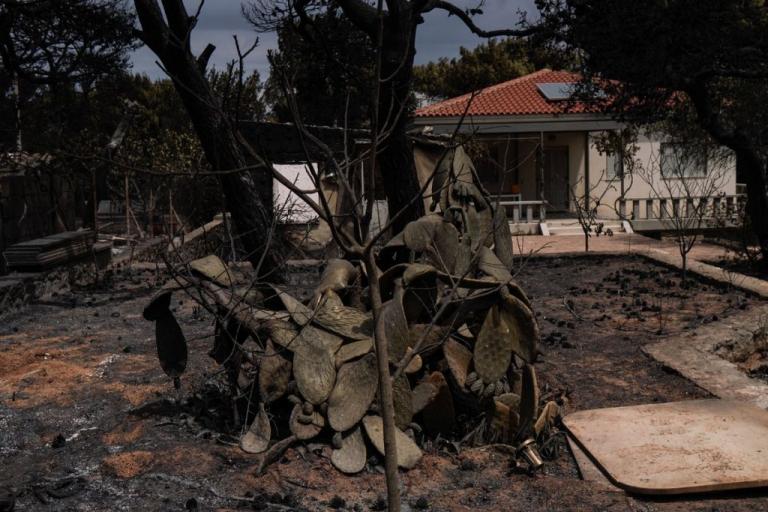 Σε εξέλιξη η υλοτόμηση στην απαλλοτριωμένη ζώνη της Μαραθώνος