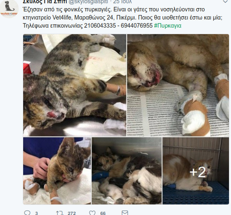 Συγκίνηση για τα ζωάκια του Ματιού