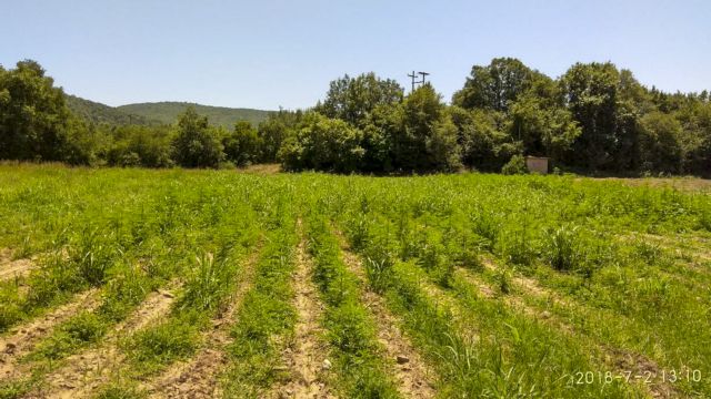 Φυτεία με αριθμό ρεκόρ δενδρυλλίων κάνναβης στην Καρδίτσα