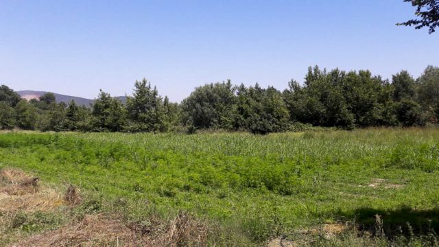 Φυτεία με χασισόδενδρα και… φωτοβολταϊκό πάνελ στη Ρόδο