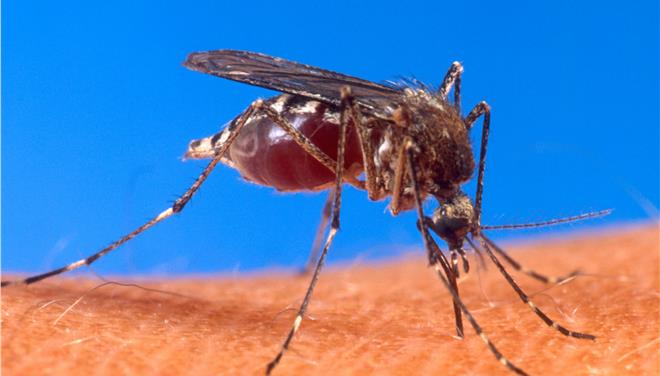 Ψεκασμοί σε ρέματα της Αθήνας για καταπολέμηση των κουνουπιών