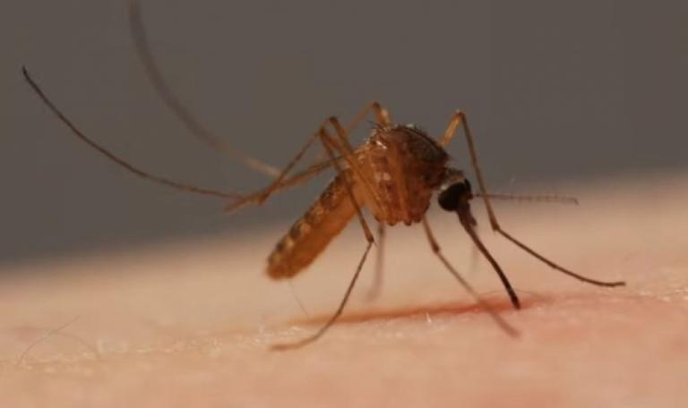 Ιταλία: Τρεις νεκροί από τον ιό του Δυτικού Νείλου