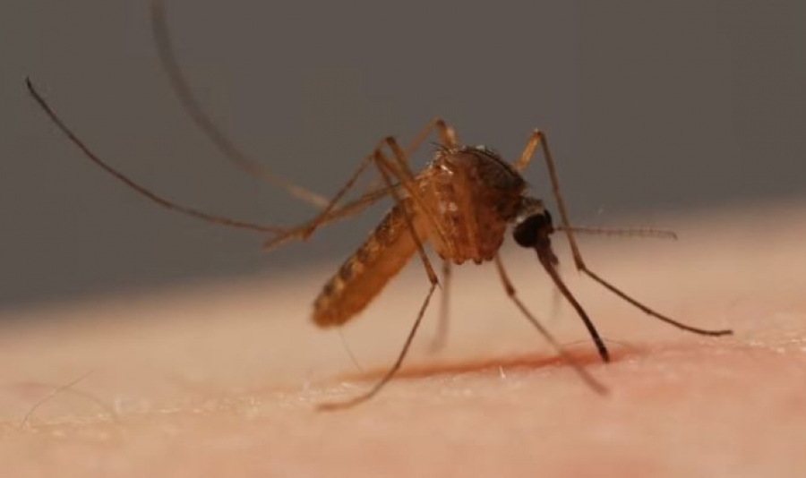 Ιταλία: Τρεις νεκροί από τον ιό του Δυτικού Νείλου