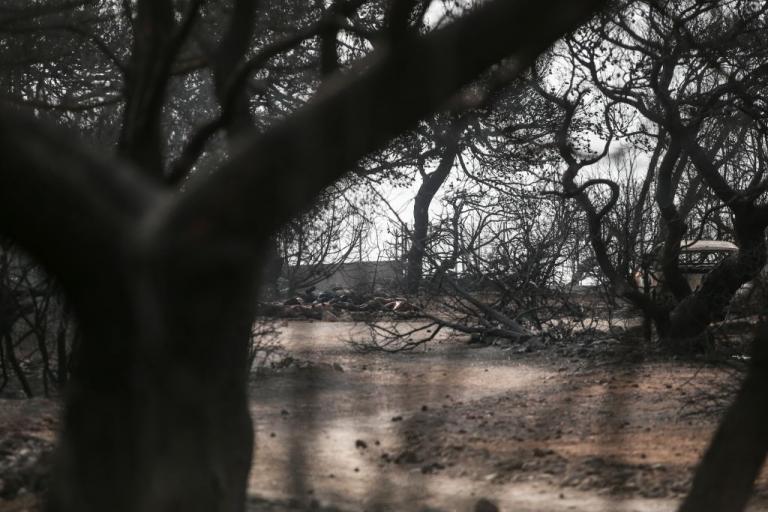 Ζητά μετρήσεις για την ποιότητα νερού και αέρα στο Μάτι ο ΙΣΑ