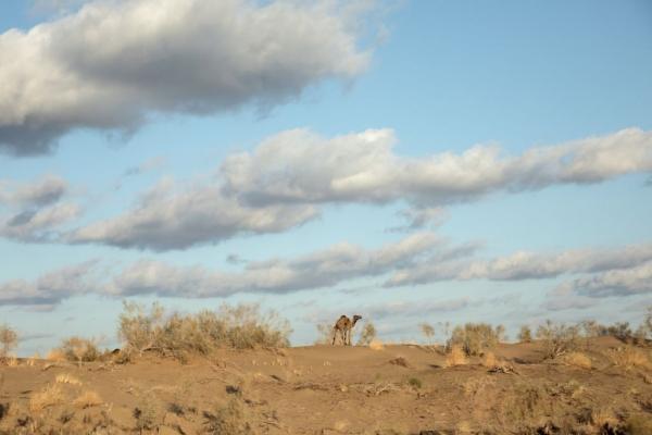 Τουρκία : Πουλάει την καμήλα του στο διαδίκτυο για να εξαγοράσει τη στρατιωτική του θητεία