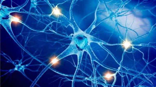 Ο νευρικός «άτλας» των θηλαστικών