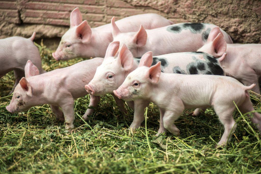 Η Ισπανία κατοικείται από…χοίρους