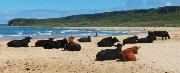 Και με το νόμο πλέον οι Αγελάδες μπορούν να απολαμβάνουν το… μπάνιο τους σε παραλίες γυμνιστών