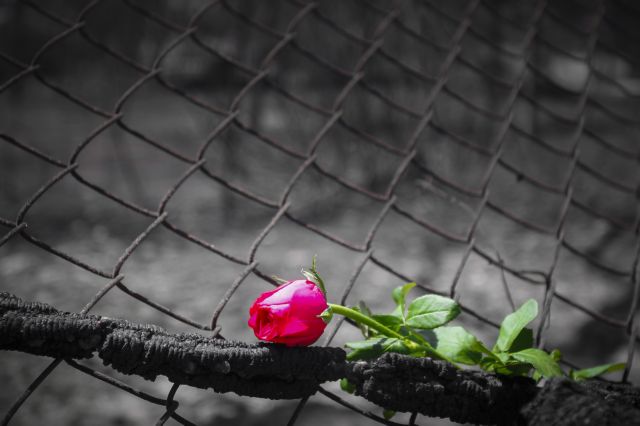 Μάτι : Θρήνος για τον μπασκετμπολίστα Παναγιώτη Χαμηλοθώρη