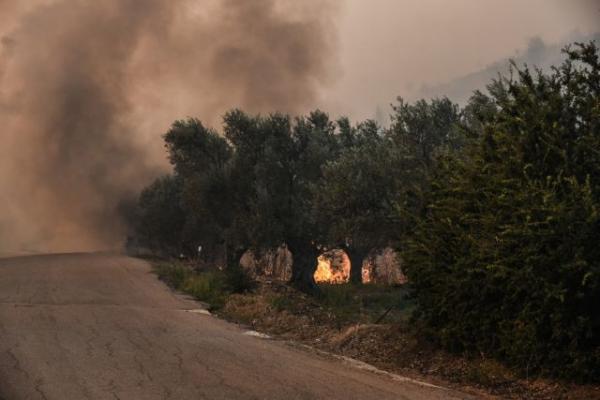 Φωτιά Εύβοια: Σε κατάσταση έκτακτης ανάγκης δήμος Διρφύων-Μεσσαπίων