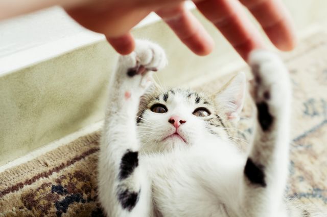 Παγκόσμια Ημέρα Γάτας : Δέκα πράγματα που θα ήθελε να σας πει το κατοικίδιό σας