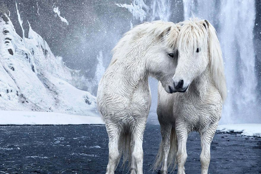 Άγρια άλογα στην Ισλανδία