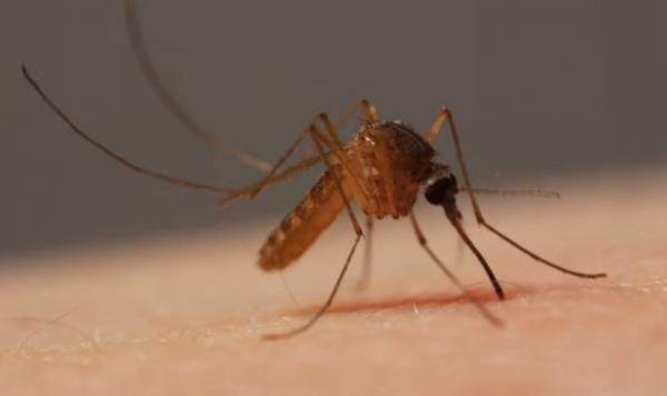 Ιός Δυτικού Νείλου: Η μετάδοση, τα συμπτώματα και η θεραπεία