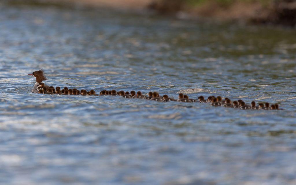 Τα παπάκια στη σειρά πως… ακολουθούν την σούπερ μαμά τους